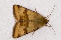 Heliothis viriplaca