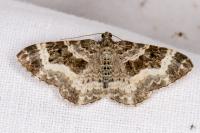 Epirrhoe alternata