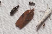 Acleris