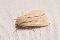 Mythimna impura