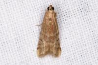 Ephestia