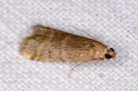 Ephestia
