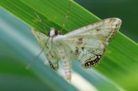 Cataclysta lemnata