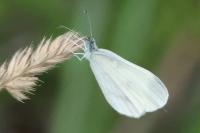 Leptidea sinapis