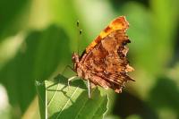 Polygonia c-album