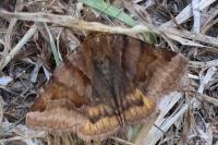 Euclidia glyphica