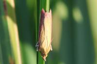 Oncocera semirubella