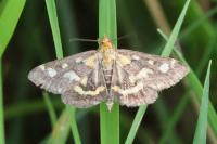 Pyrausta purpuralis