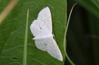Scopula immutata