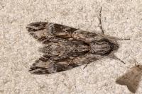 Agrius convolvuli