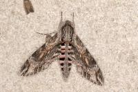 Agrius convolvuli