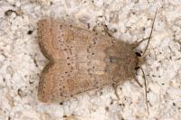 Hoplodrina ambigua
