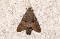 Macroglossum stellatarum