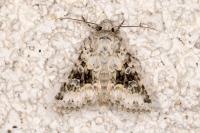 Hecatera bicolorata