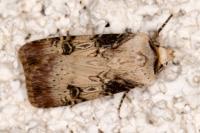 Agrotis puta