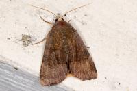 Noctua janthe/janthina
