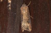 Agrotis ipsilon