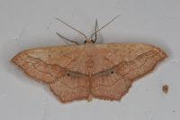Scopula imitaria