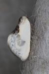 Cilix