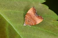 Choreutis nemorana