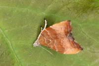 Choreutis nemorana
