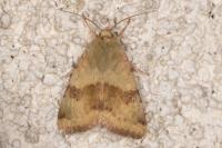 Heliothis viriplaca