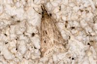 Eudonia pallida