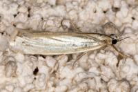Crambus perlellus
