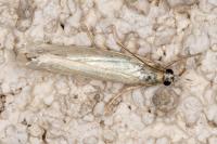 Crambus perlellus