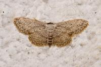 Idaea seriata