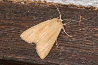 Mythimna pallens