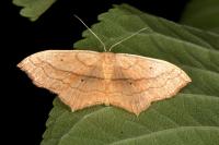 Scopula imitaria
