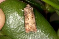 Agrotis segetum
