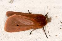 Phragmatobia fuliginosa