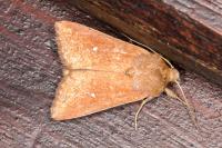 Mythimna albipuncta