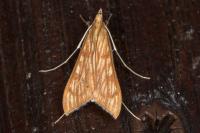 Antigastra catalaunalis