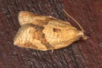 Clepsis consimilana