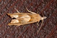 Eucosma conterminana