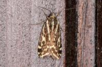 Emmelia trabealis