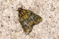 Cryphia algae