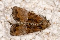 Mesoligia furuncula