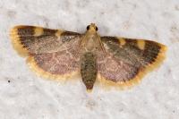 Hypsopygia costalis