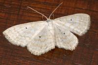 Scopula immutata