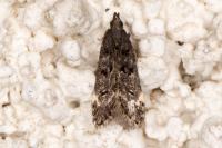 Dichomeris alacella