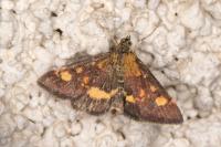 Pyrausta aurata