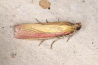 Oncocera semirubella