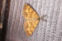 Ematurga atomaria