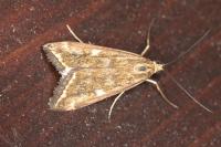 Loxostege sticticalis