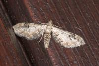 Eupithecia centaureata