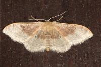 Idaea degeneraria